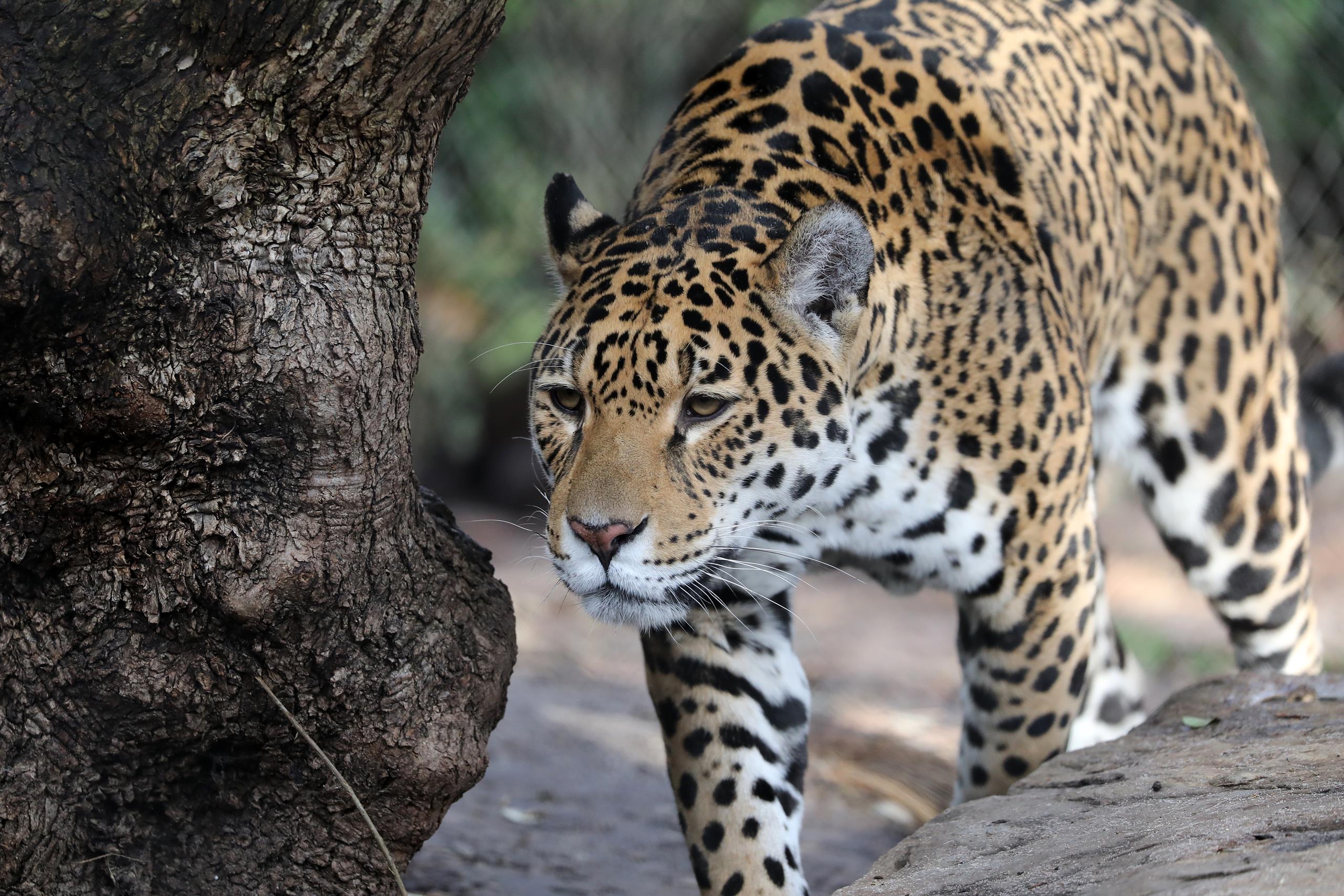 Jaguar in rainforest