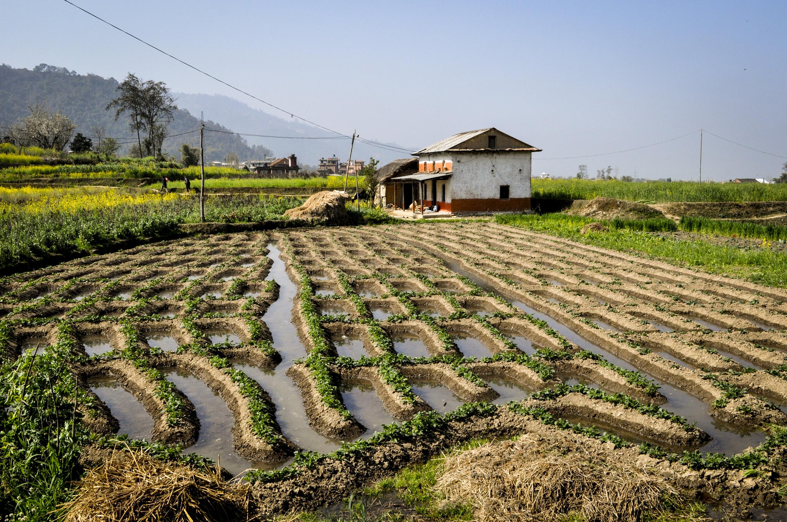 Rice fields by a farm near Bhaktapur, Central region, Nepal