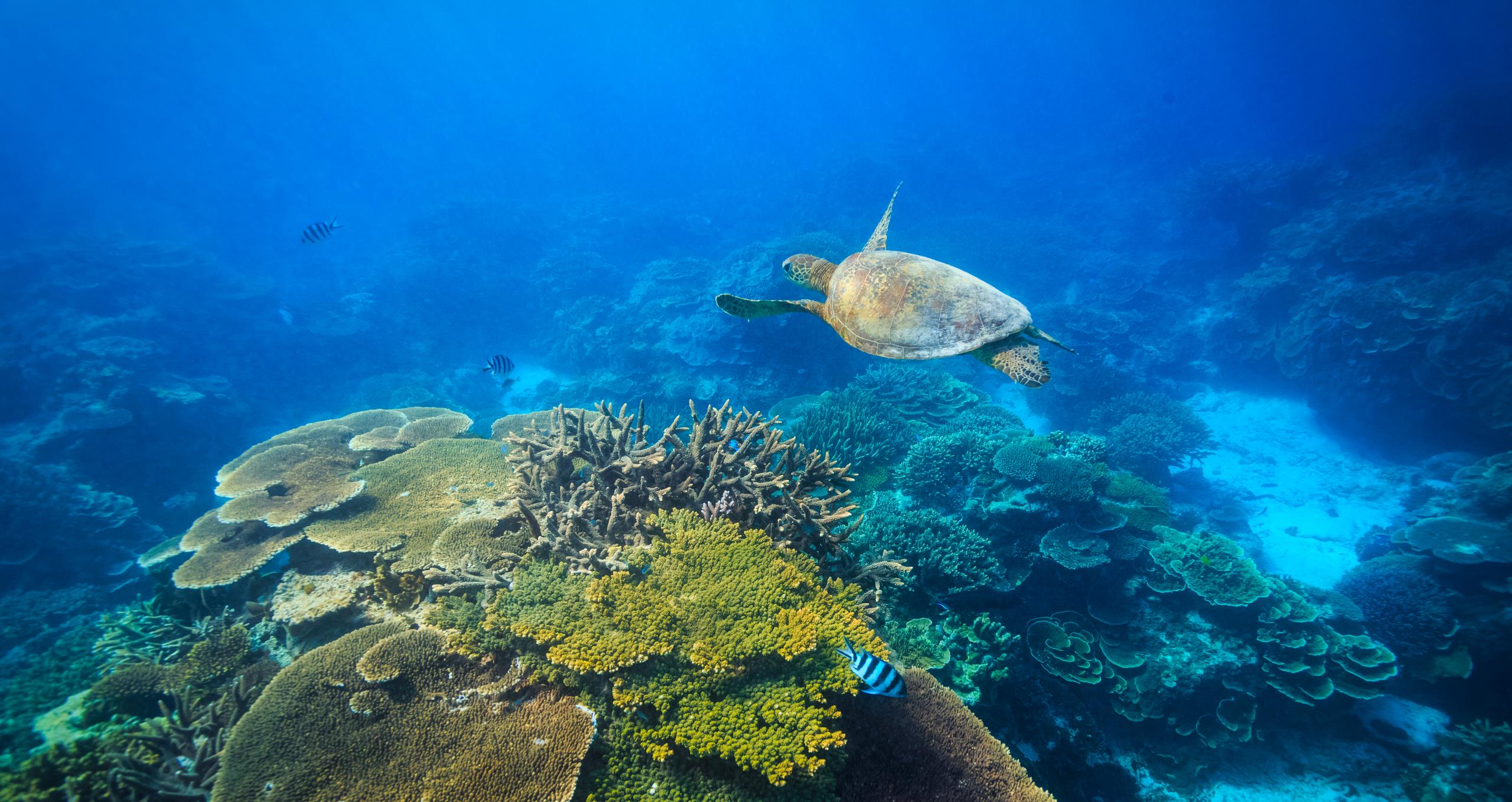 Marine life in the Great Barrier Reef