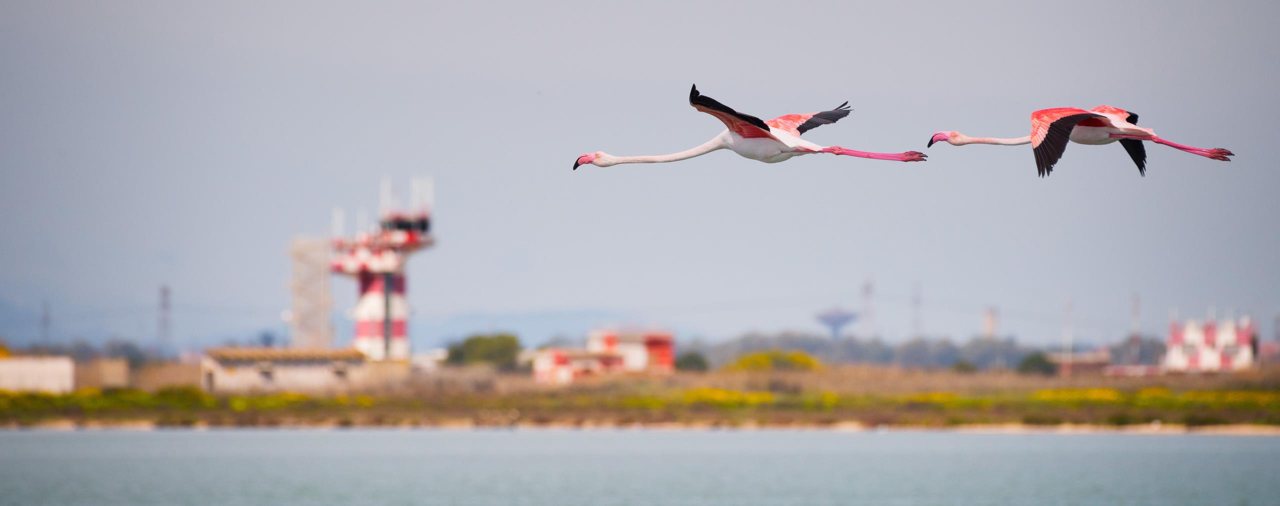 Flamingos flying by an airport