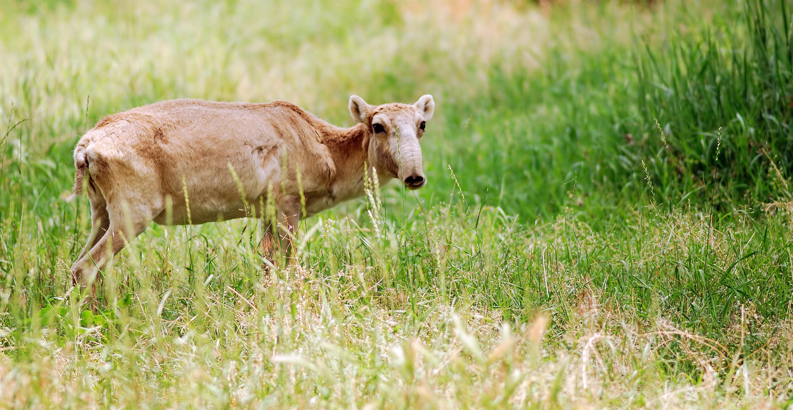 Saiga antelope in long grass
