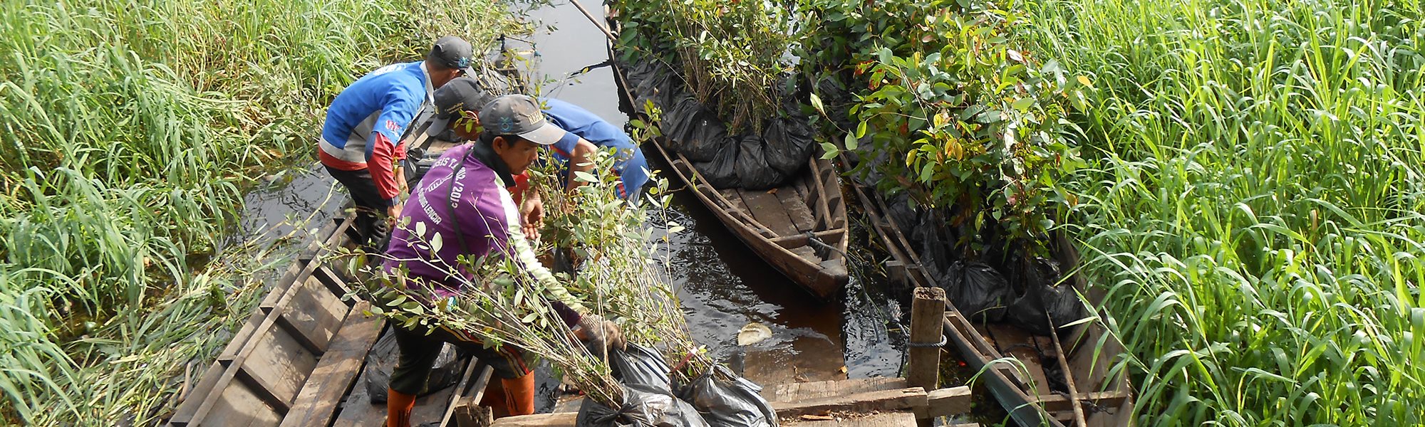 Workers transporting seedlings as part of the Berbak Green Prosperity Partnership