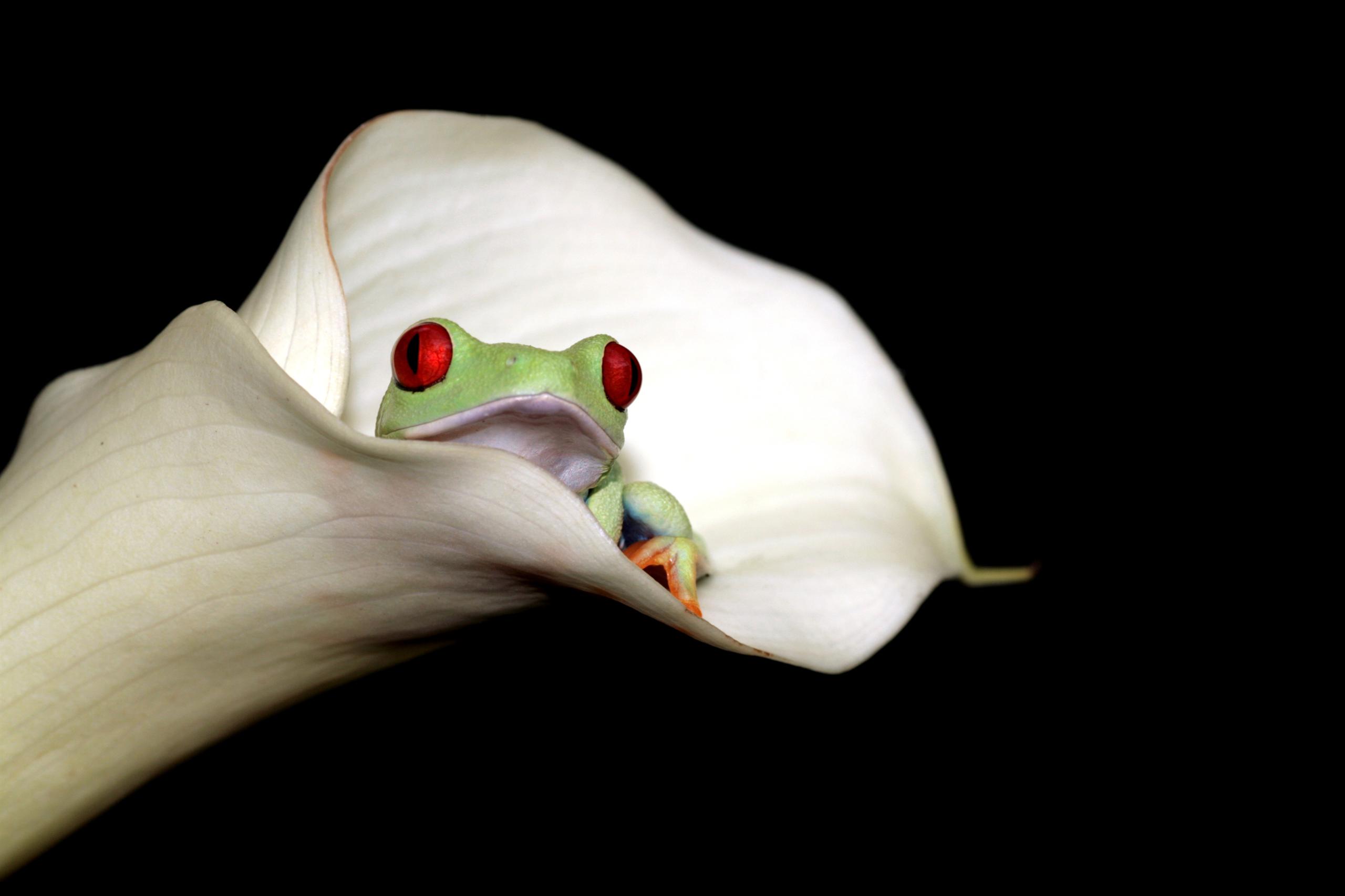 Frog in flower.