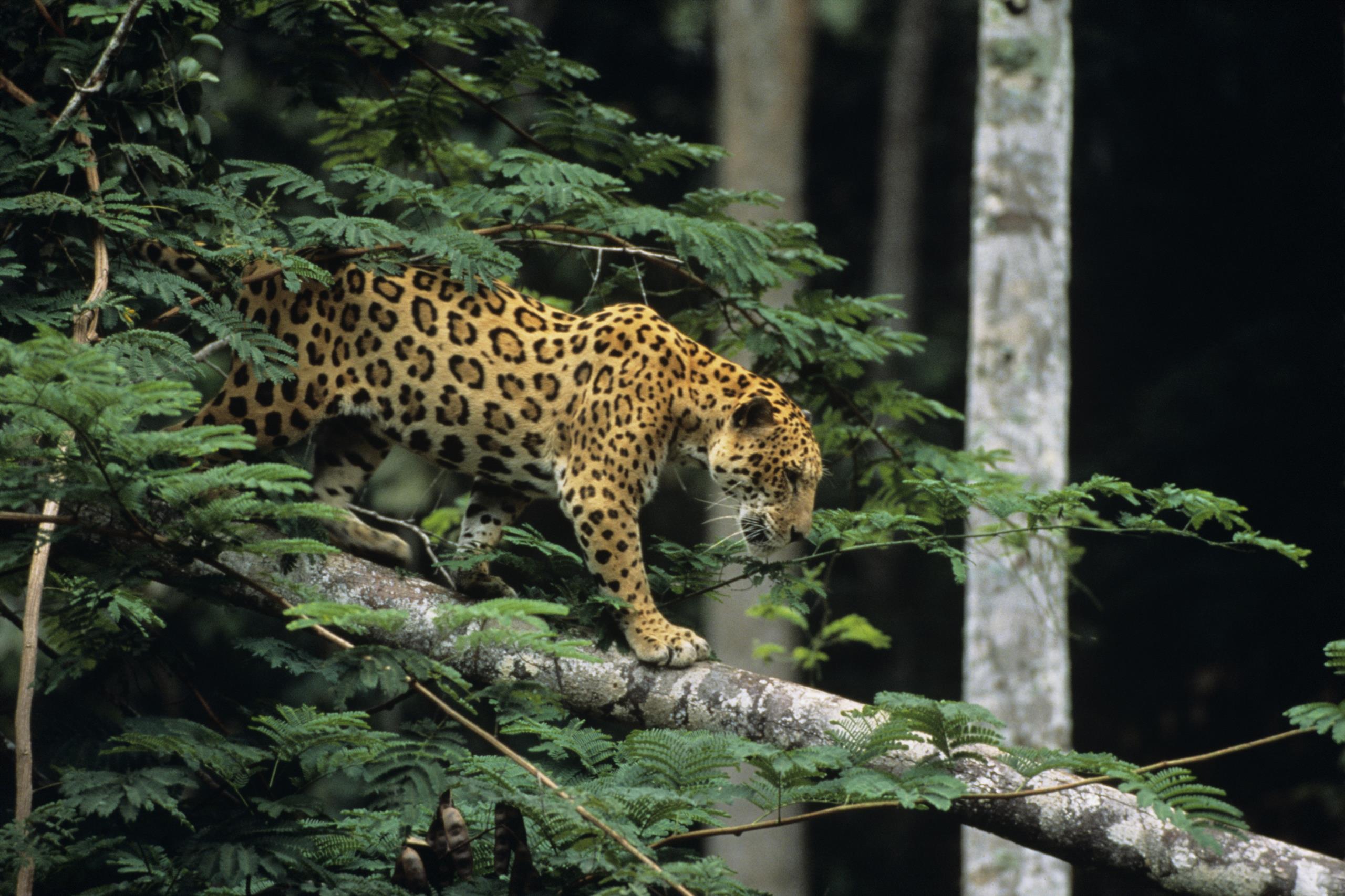 Jaguar in rainforest