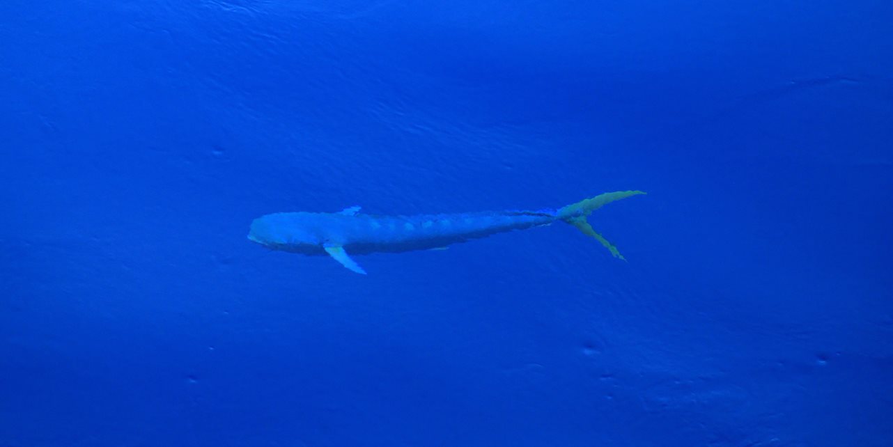 Dolphinfish underwater