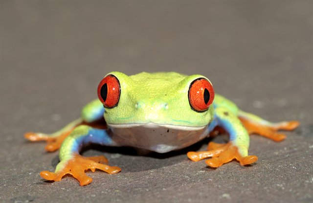Red eyed tree frog 