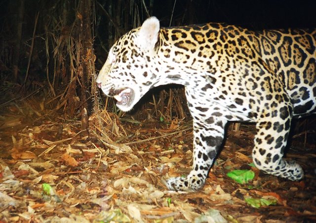 Leopardo em floresta tropical 