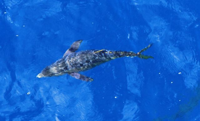 Tuna swimming in clear water